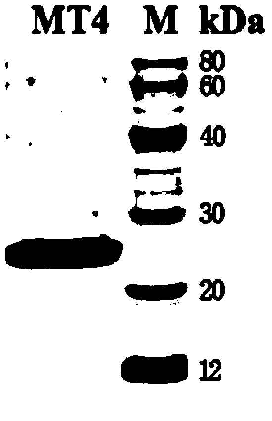 Tumor vascular endothelial cell marker 8 mutant, its fusion protein and application