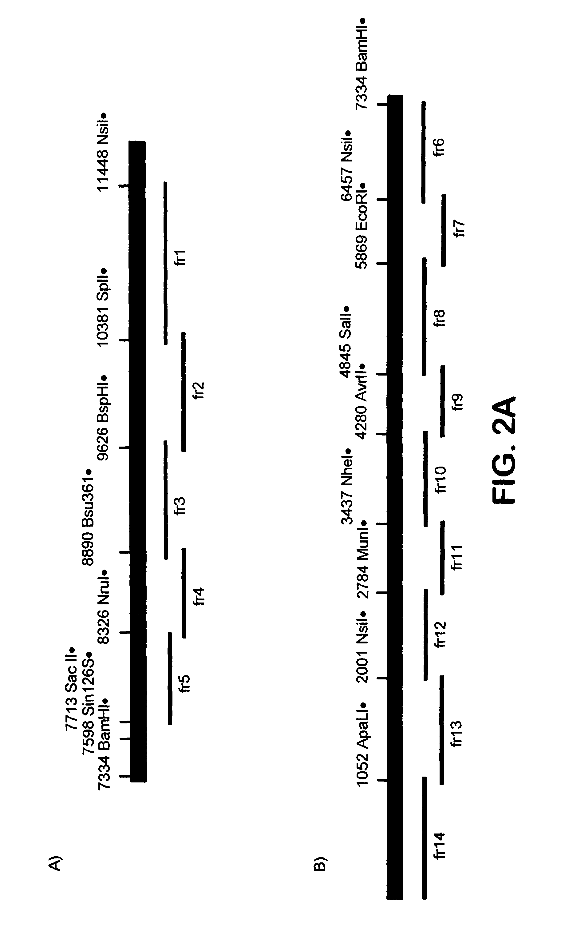 Compositions and methods for generating an immune response utilizing alphavirus-based vector systems