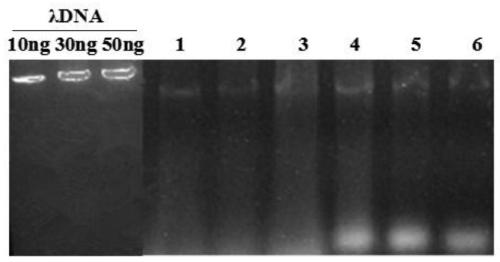 Qualitative and/or quantitative extraction method of microbial DNA on the surface of large particle matrix of constructed wetland