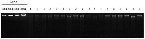 Qualitative and/or quantitative extraction method of microbial DNA on the surface of large particle matrix of constructed wetland