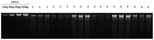 Qualitative and/or quantitative extraction method of microbial DNA on the surface of large particle matrix of constructed wetland