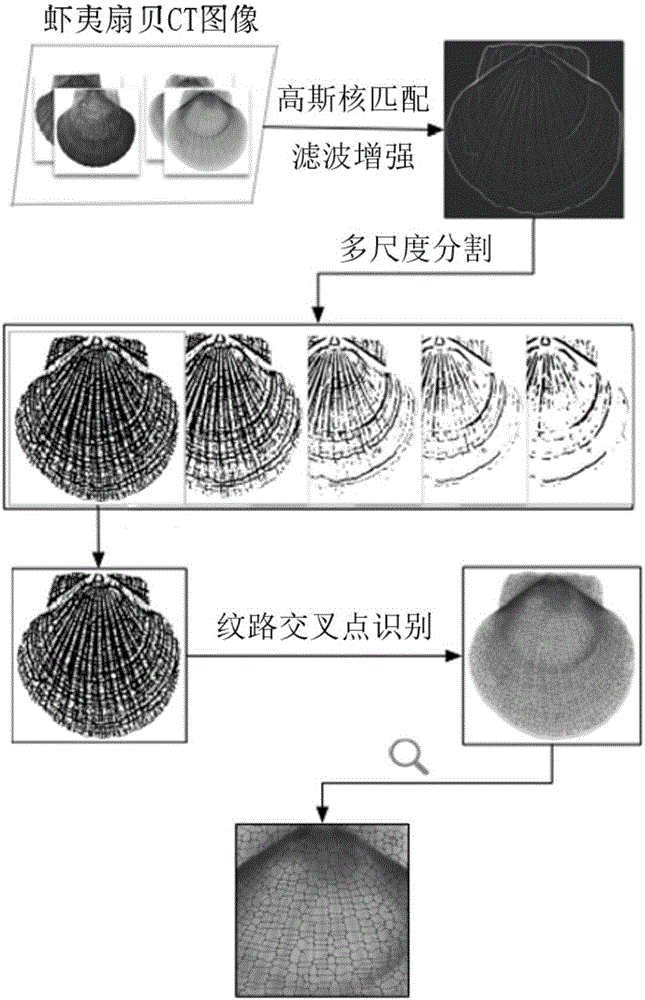 Scallop shell growing pattern segmentation and recognition method