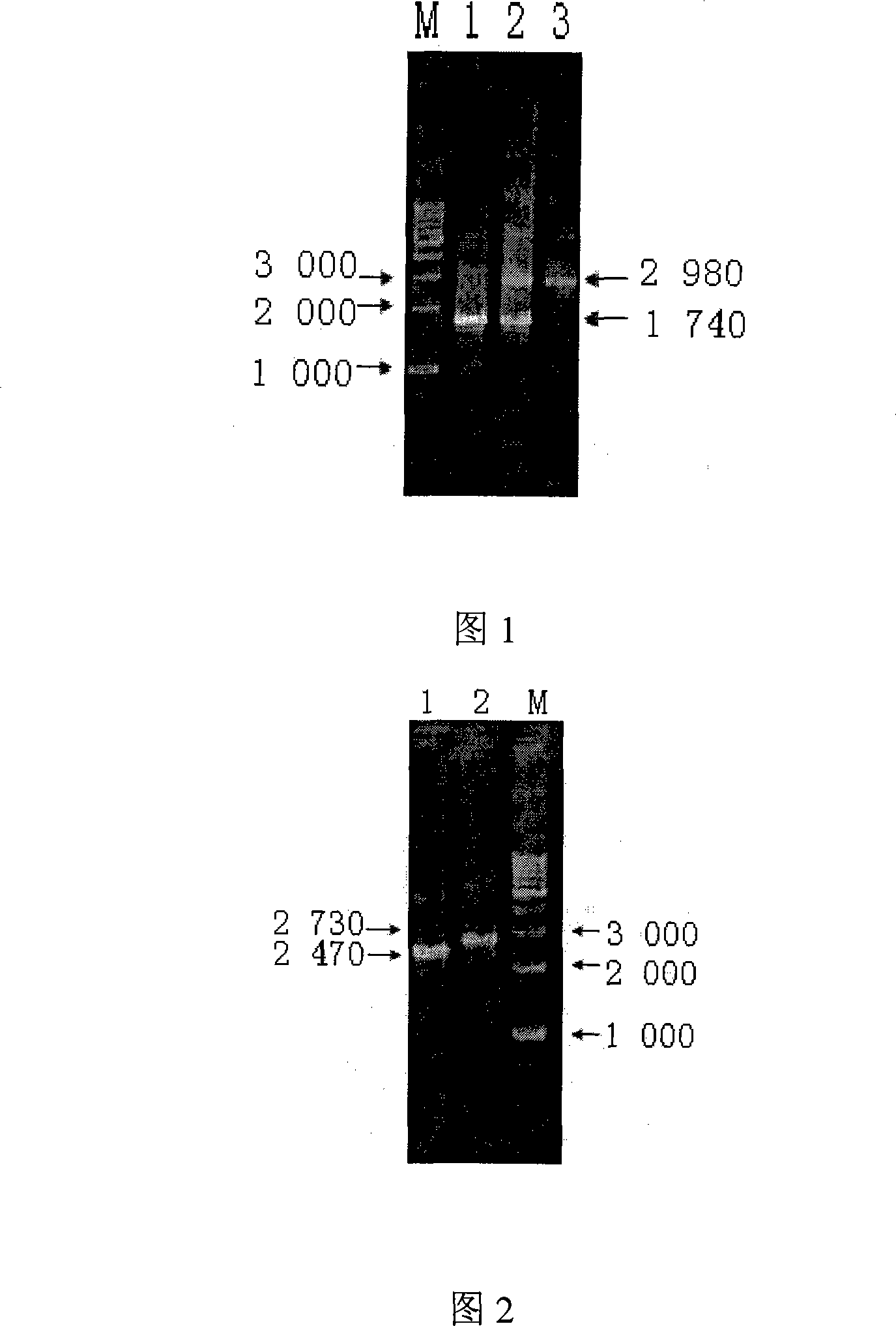Brucella molecule marking and virulence deletion attenuated vaccine and preparation method