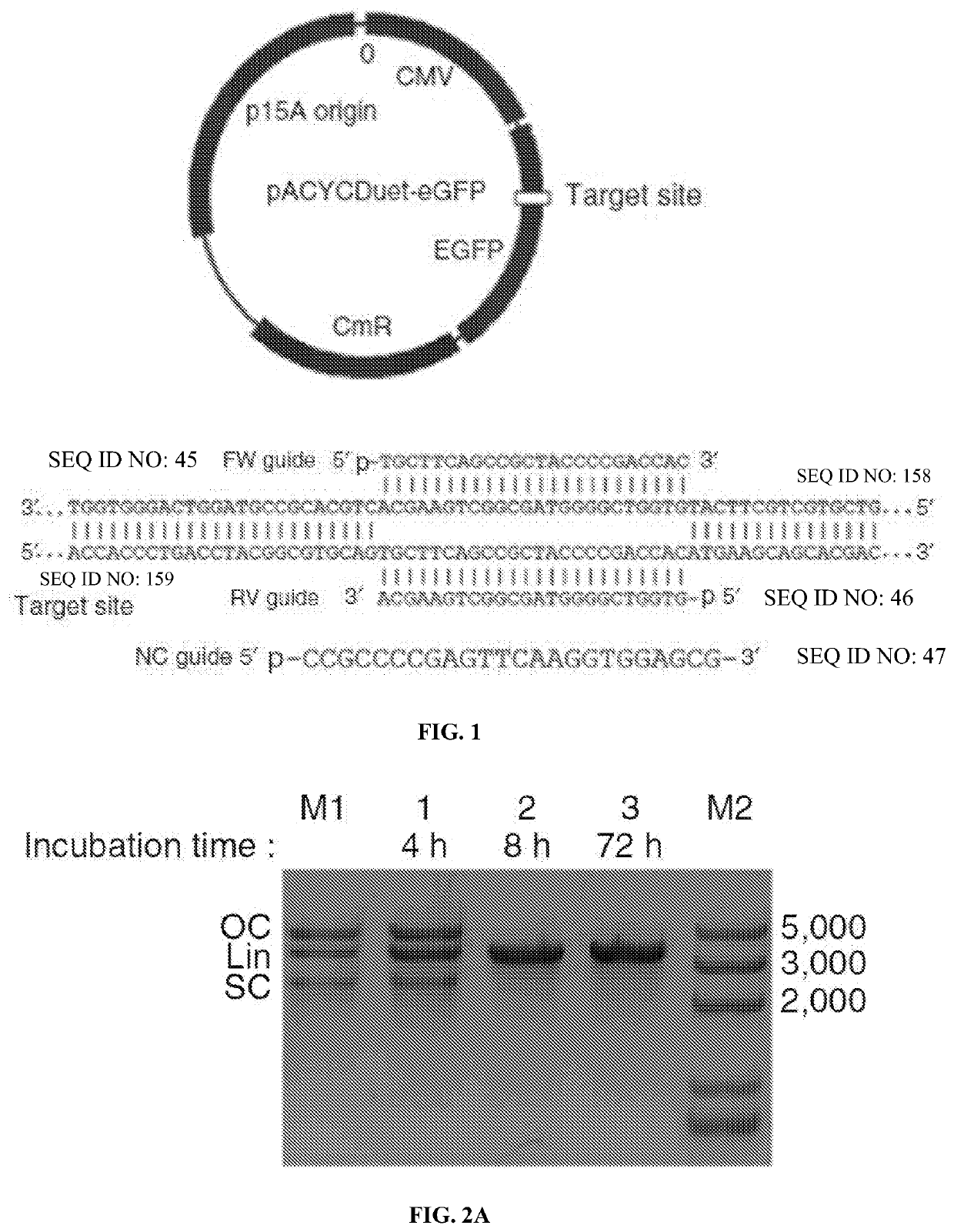Compositions and methods for gene editing
