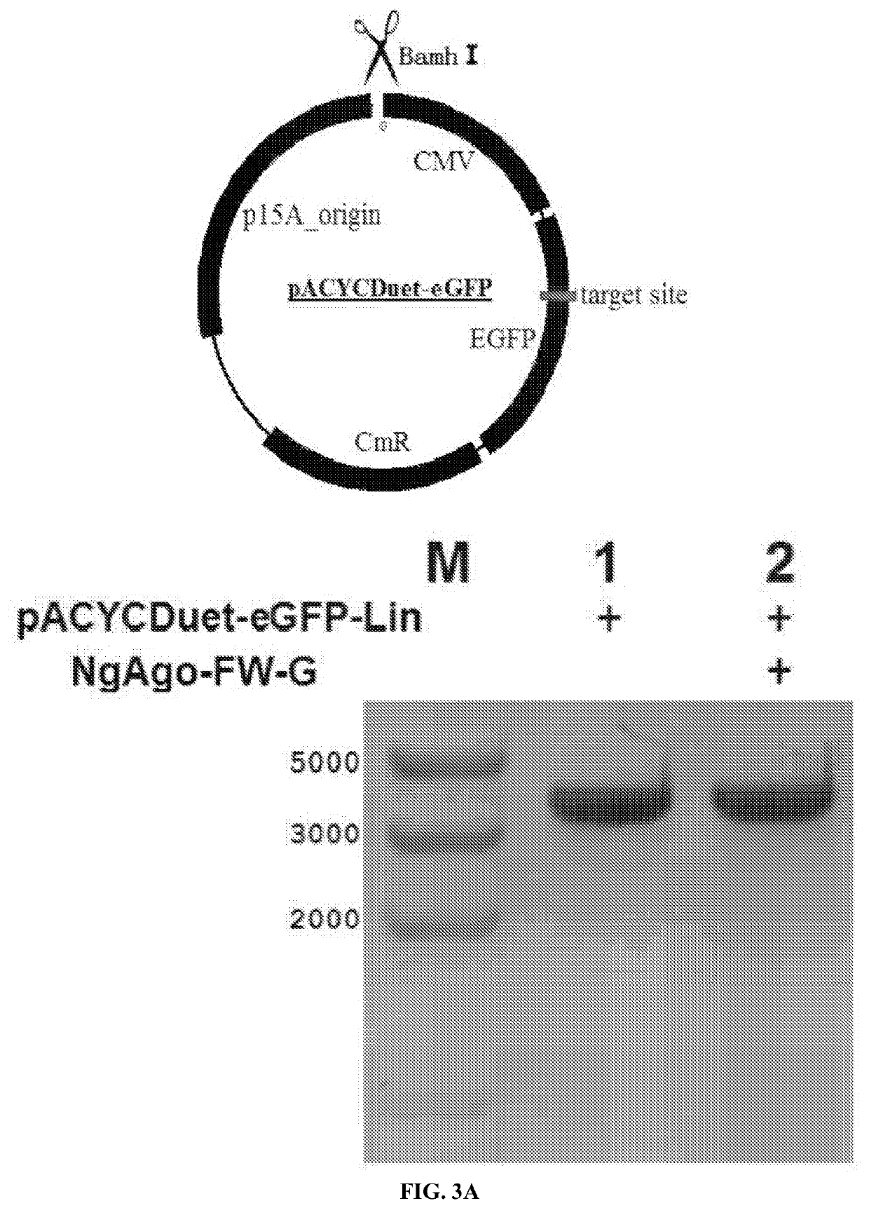 Compositions and methods for gene editing