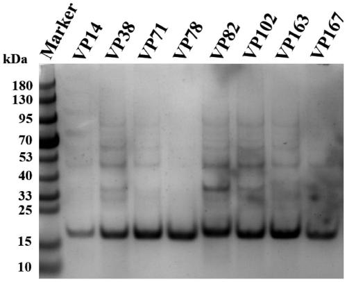 Application of single domain antibody specific for V5 tag protein