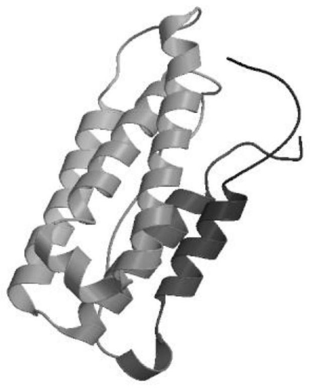 Feline interferon ω, its encoding gene and its application in antiviral