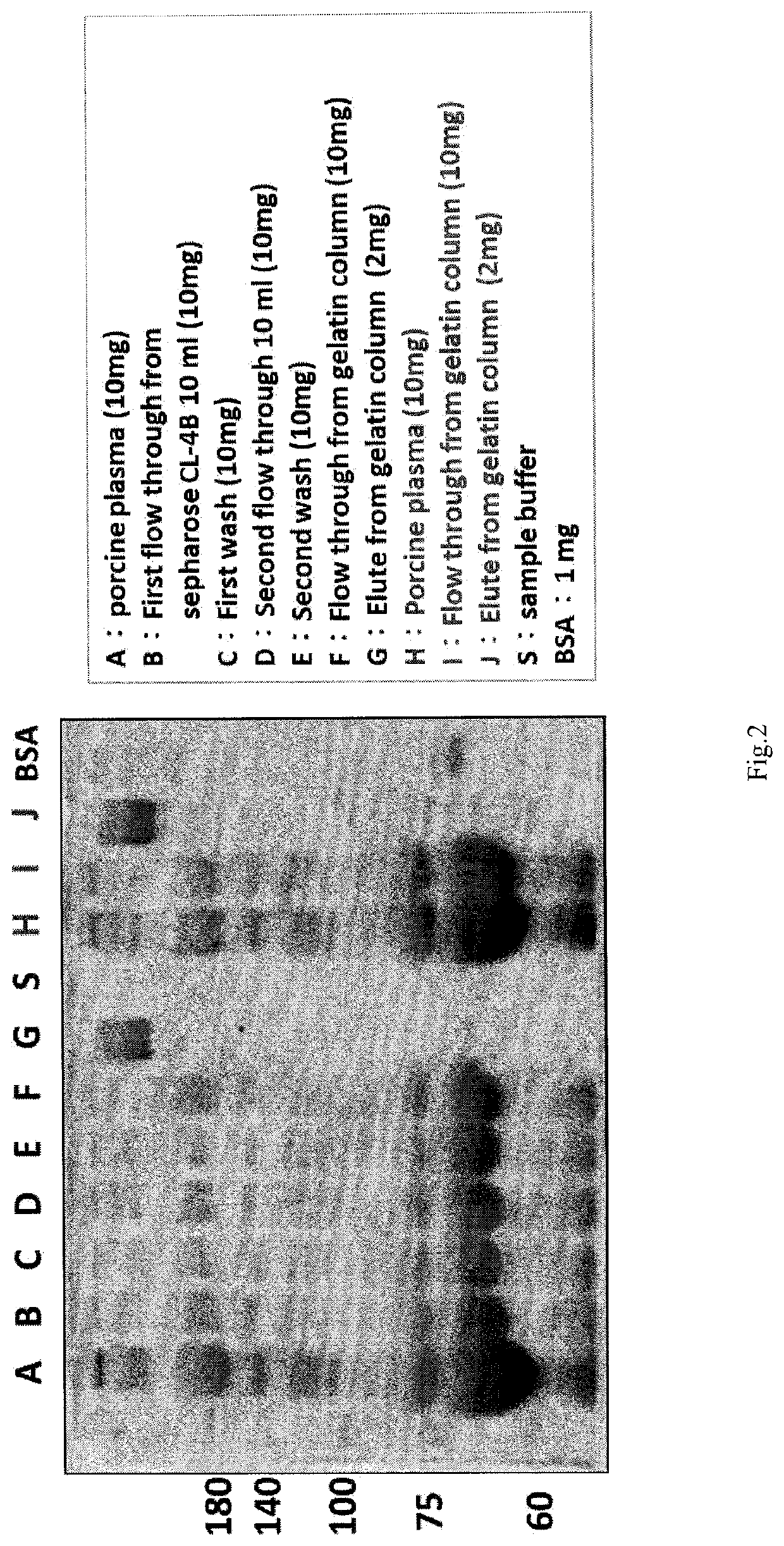 Process for a preparation of the modified porcine plasma fibronectin for enhance wound healing