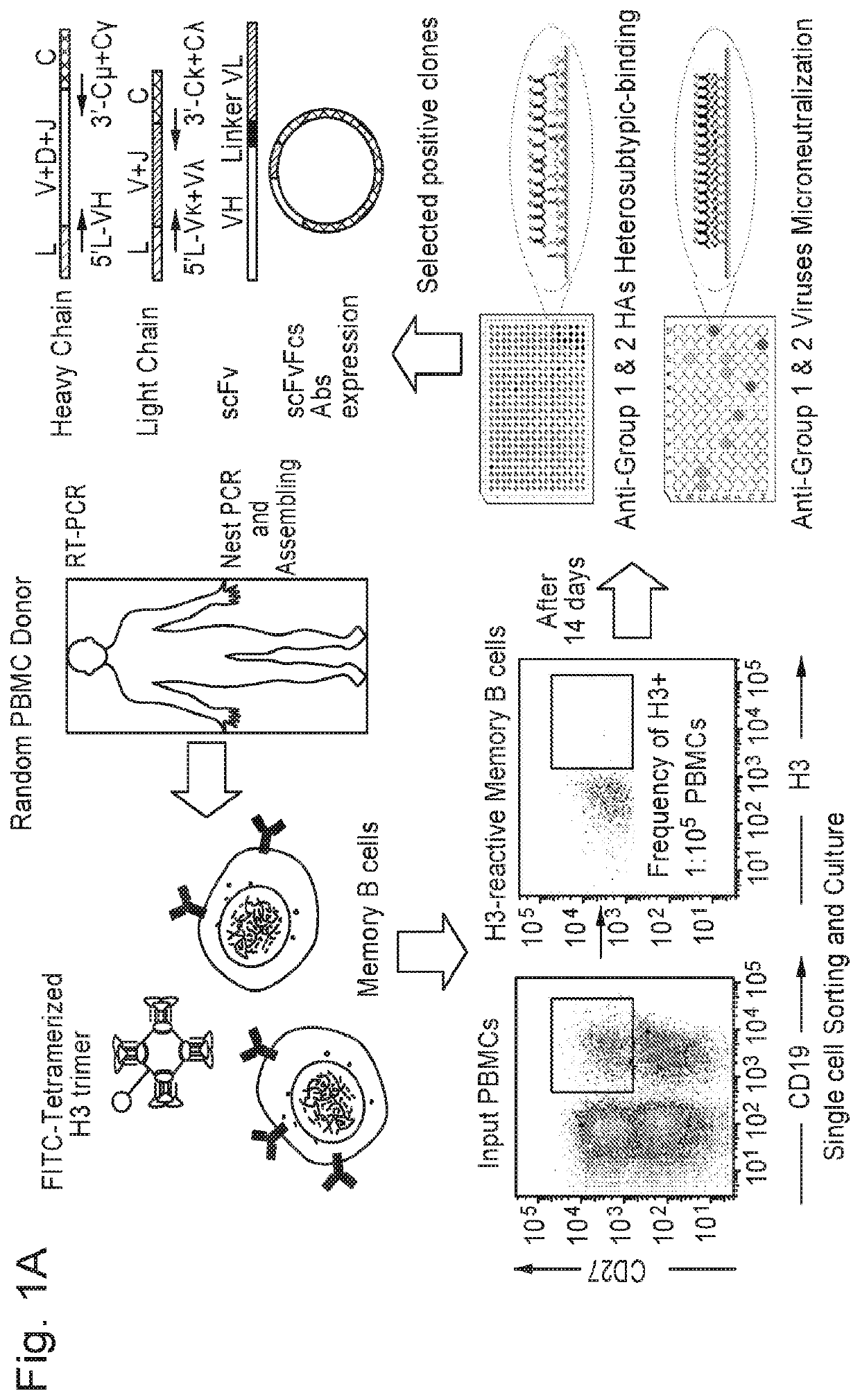 Humanized influenza monoclonal antibodies and methods of use thereof