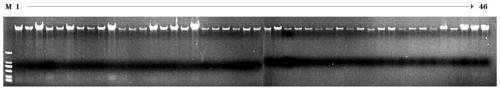 Nymphaea tetragona DNA fingerprint, primer to acquire same and construction method of Nymphaea tetragona DNA fingerprint