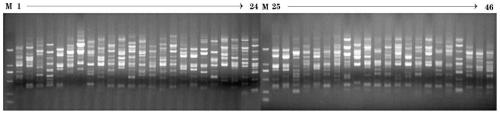 Nymphaea tetragona DNA fingerprint, primer to acquire same and construction method of Nymphaea tetragona DNA fingerprint