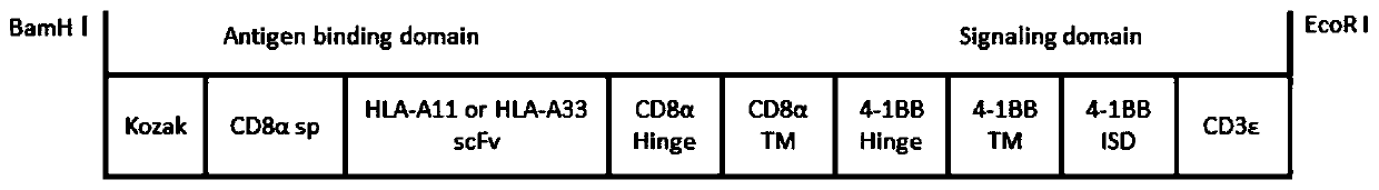 Chimeric antigen receptor targeting HLA-A, encoding gene, CAR-Tregs cells, and preparation method and application of CAR-Tregs cells