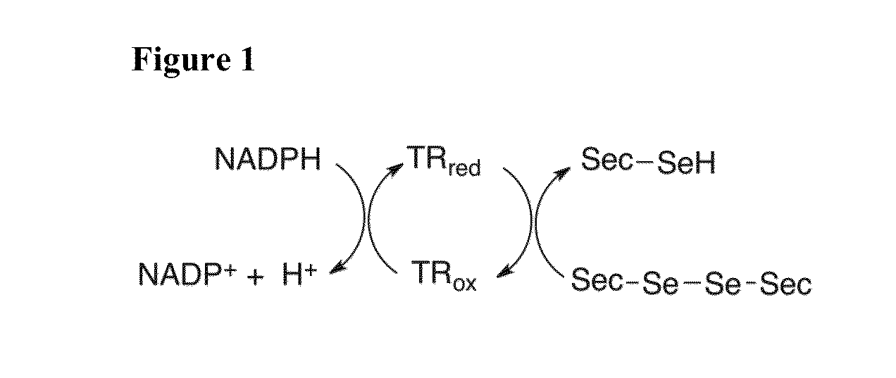 Direct assay of thioredoxin reductase activity