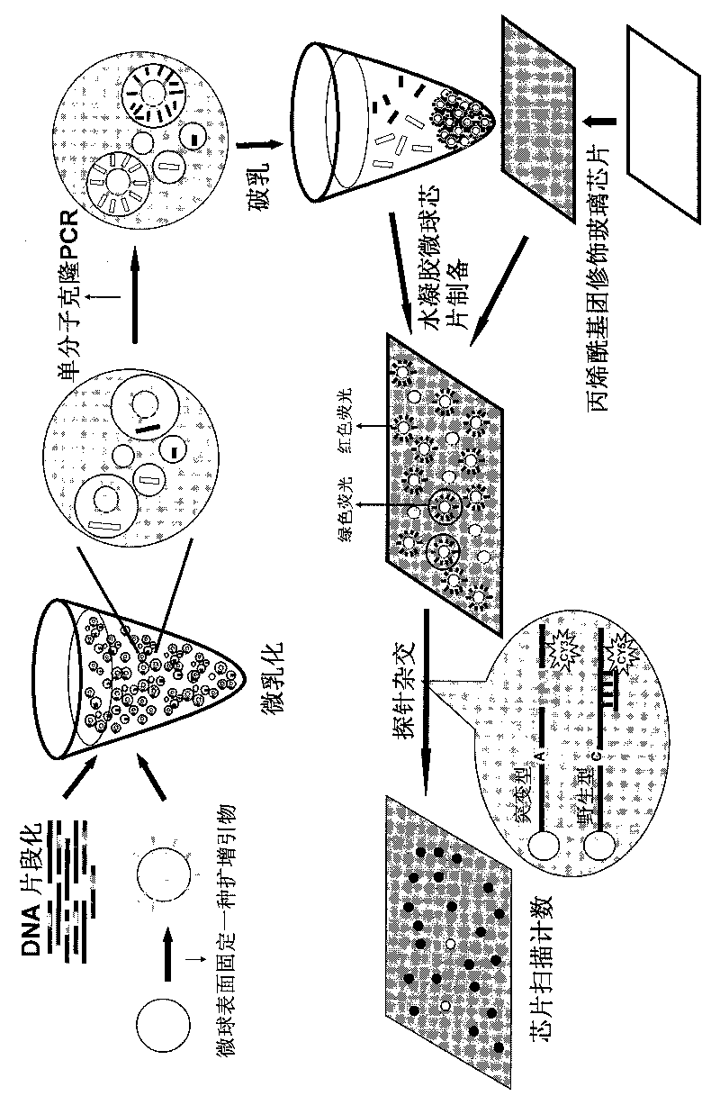 Method for digitally detecting micro-mutation by using micro-emulsion clone amplified bound water gel microsphere chip