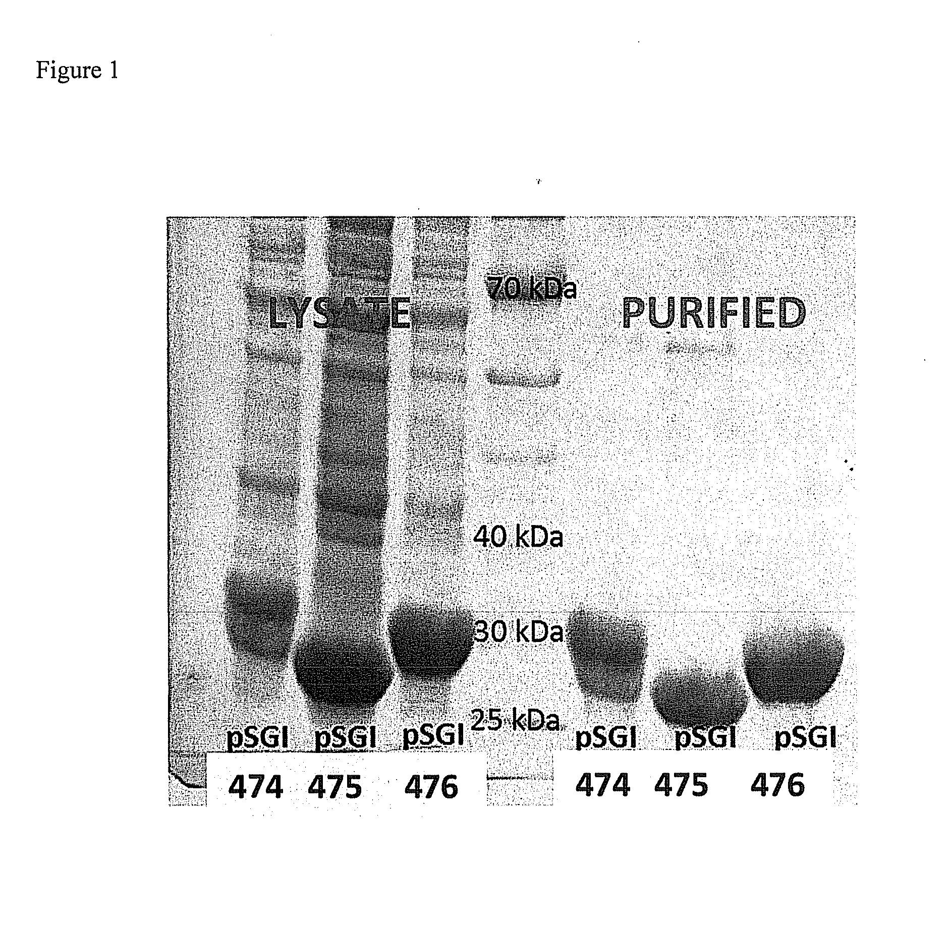 Compositions and methods for producing chemicals and derivatives thereof