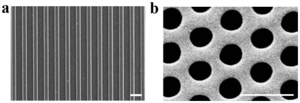 Preparation method of anisotropic structural color film for myocardial mechanical sensing