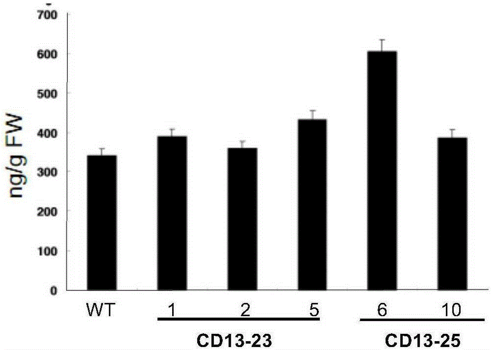 Application of vitamin B6 content increase in improving resistance of rice to bacterial leaf streak