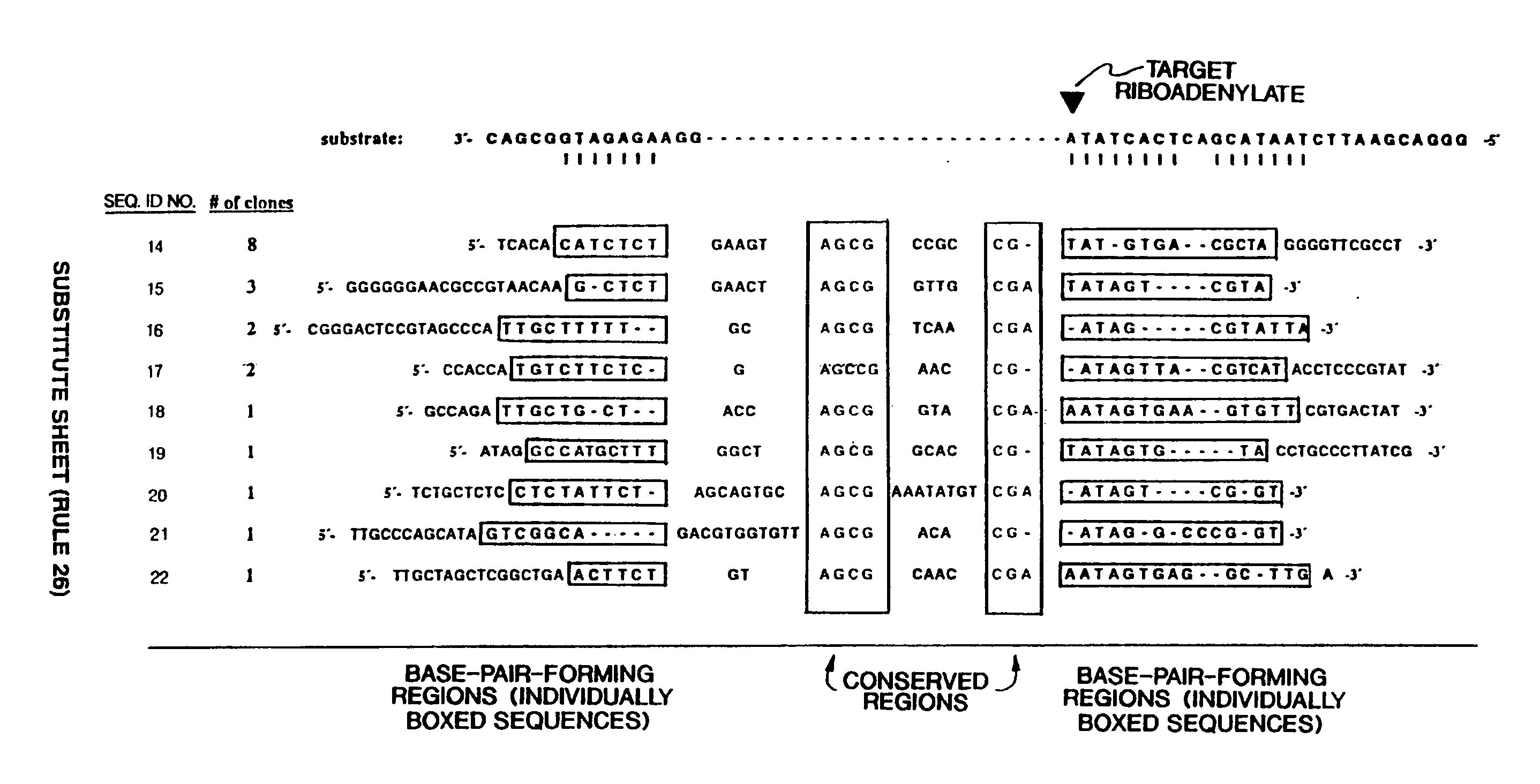 Enzymatic nucleic acid molecules