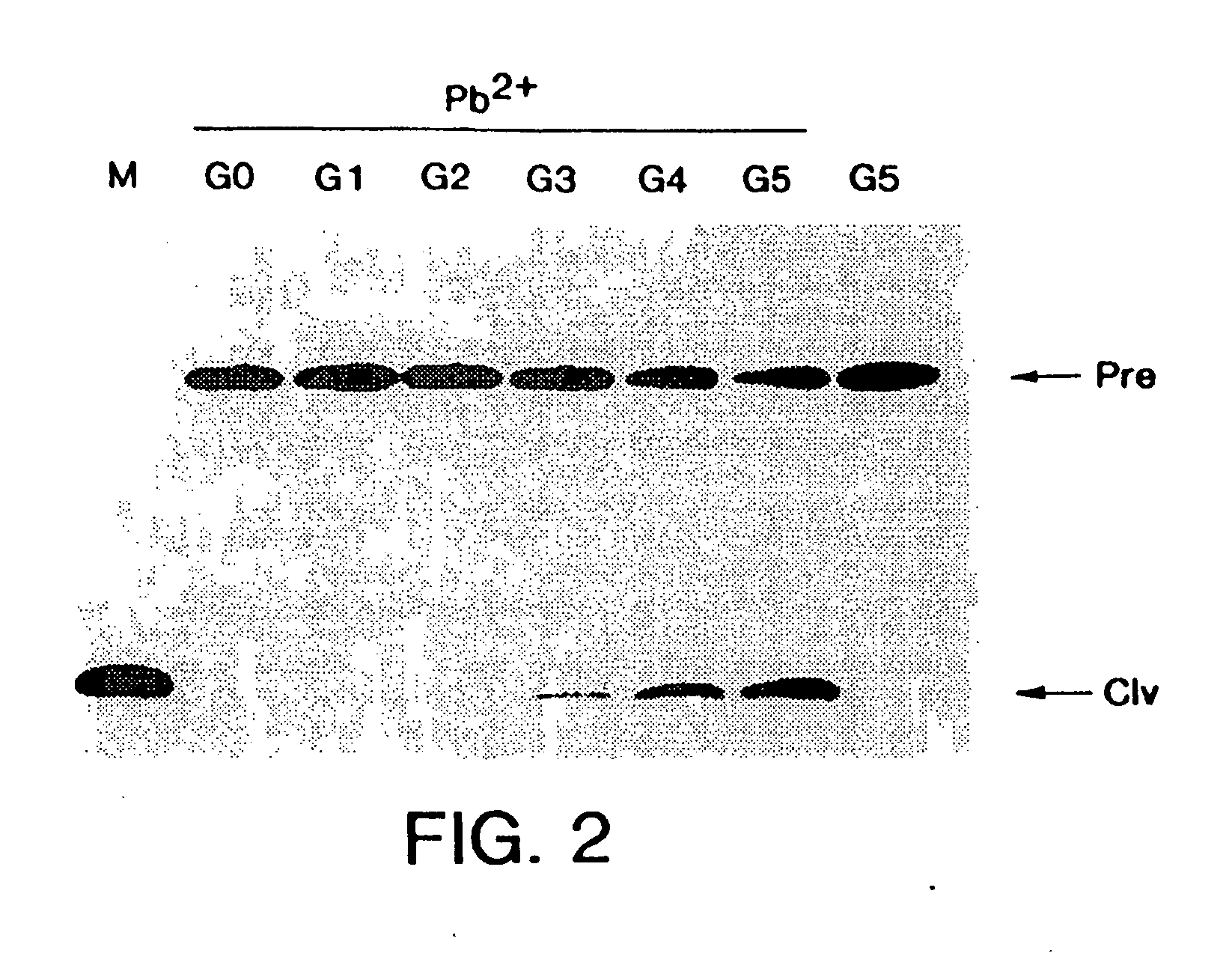 Enzymatic nucleic acid molecules