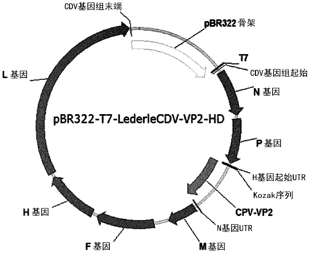 Paramyxoviridae expression system