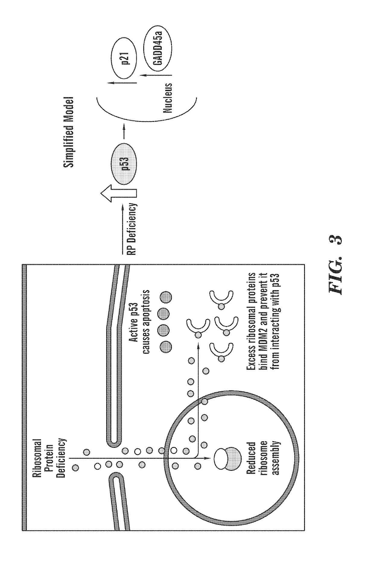 Calmodulin inhibitors, chk2 inhibitors and rsk inhibitors for the treatment of ribosomal disorders and ribosomapathies