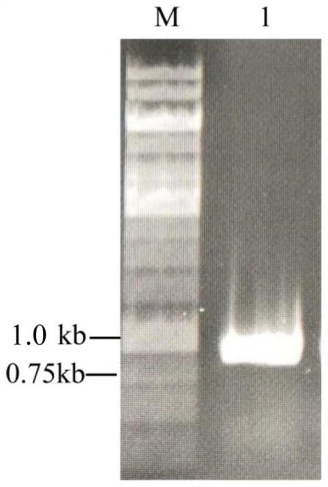 Genetically engineered bacterium for synthesizing D-allulose, and construction method and application of genetically engineered bacterium