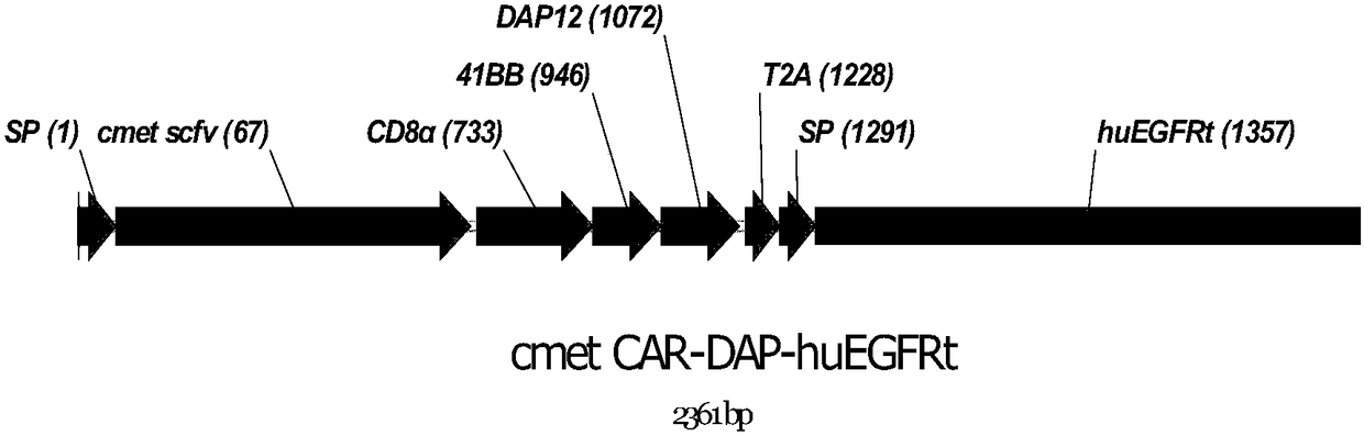 Chimeric antigen receptor with safety switch, expression gene of the chimeric antigen receptor, NK cell modified by the chimeric antigen receptor and an application of the chimeric antigen receptor.