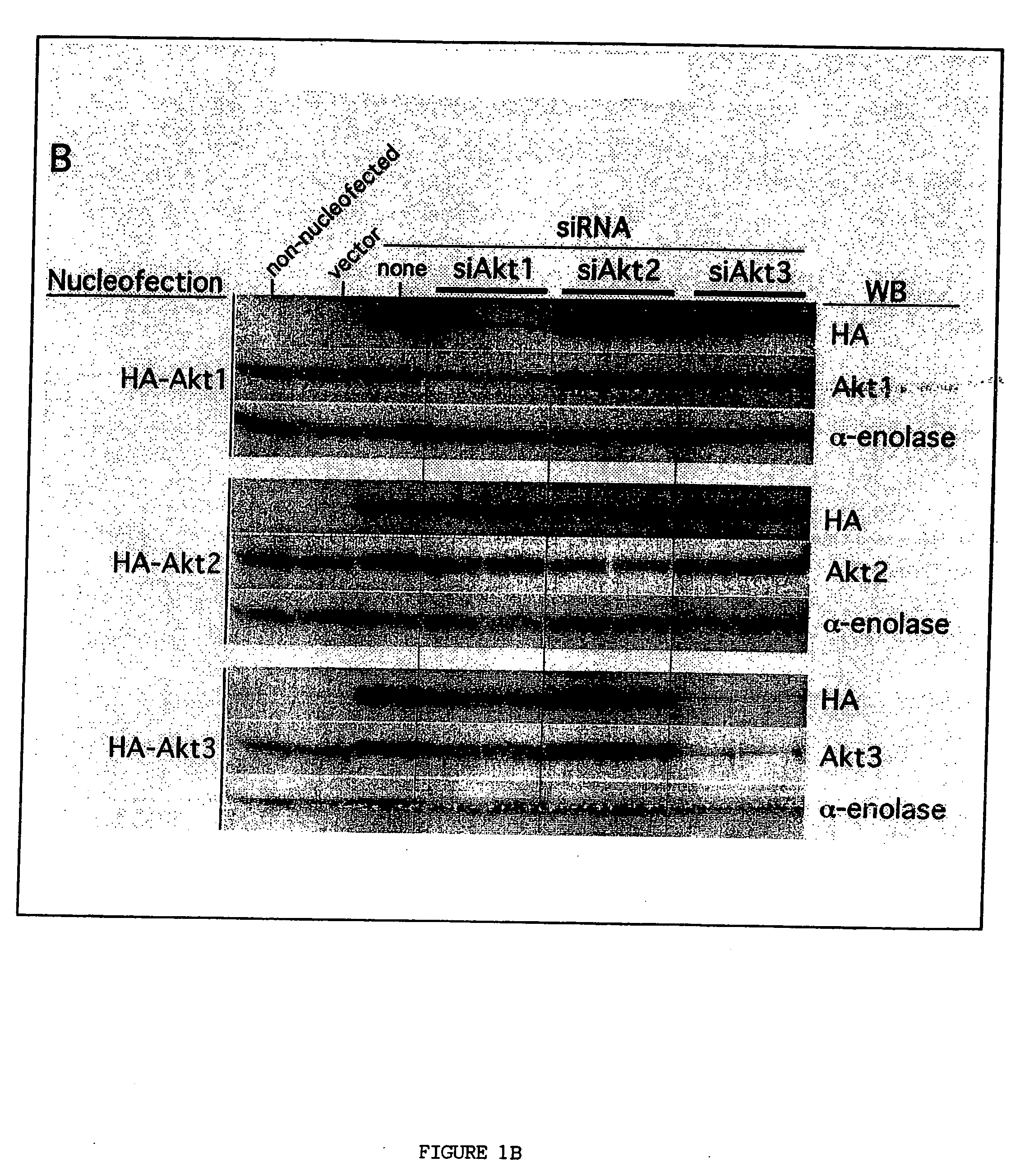 Combinatorial methods and compositions for treatment of melanoma