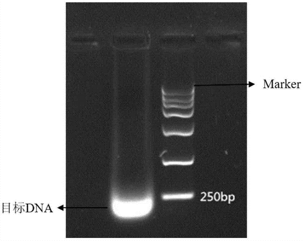 Method for performing multi-target-site amplification library construction on plasma free DNA (deoxyribonucleic acid)