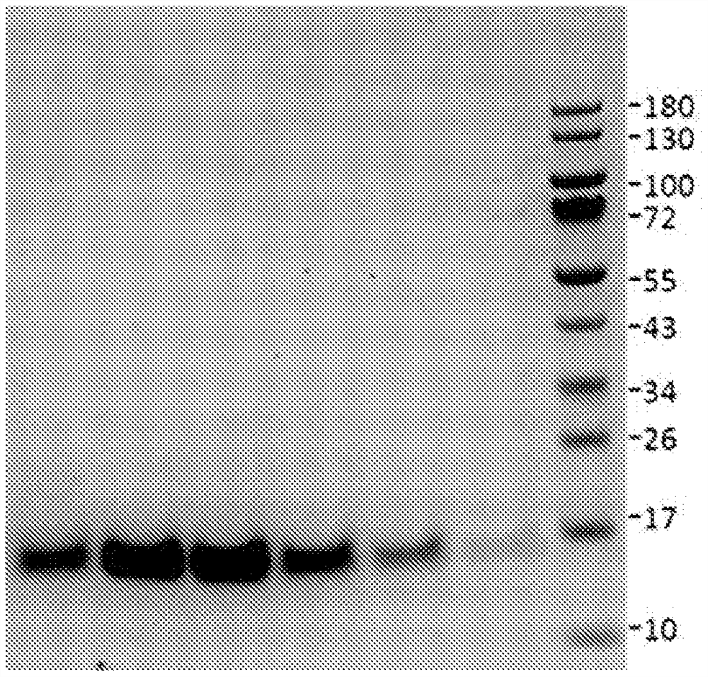 NGF mutant