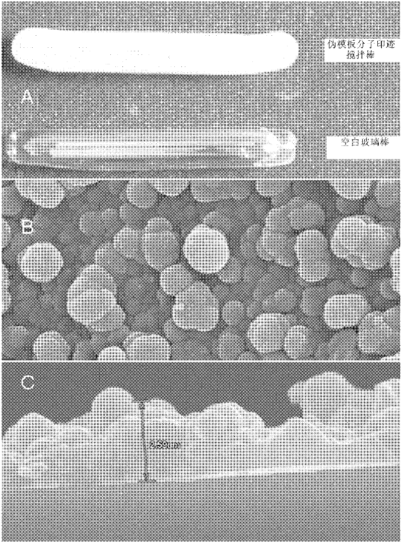 Bisphenol A dummy template molecular imprinting stirring rod of and preparation method thereof