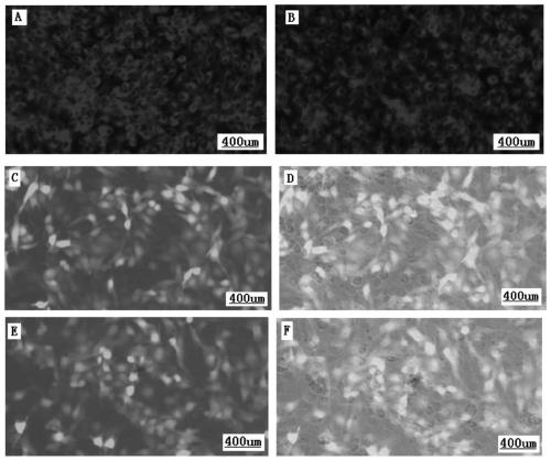 A kind of goat pox, sheep pox, aphthous triple cell attenuated vaccine and its preparation method and application