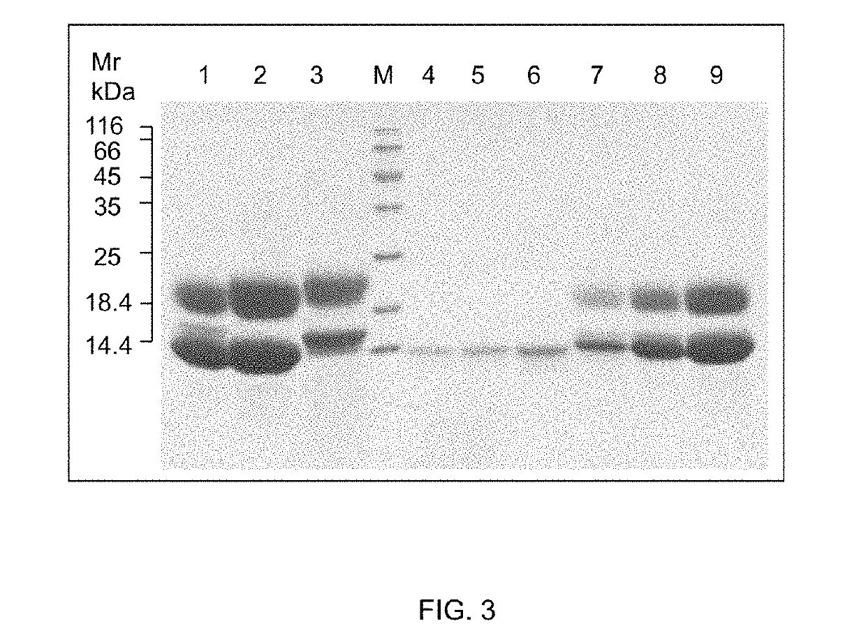 Pesticidal fusion protein improvements