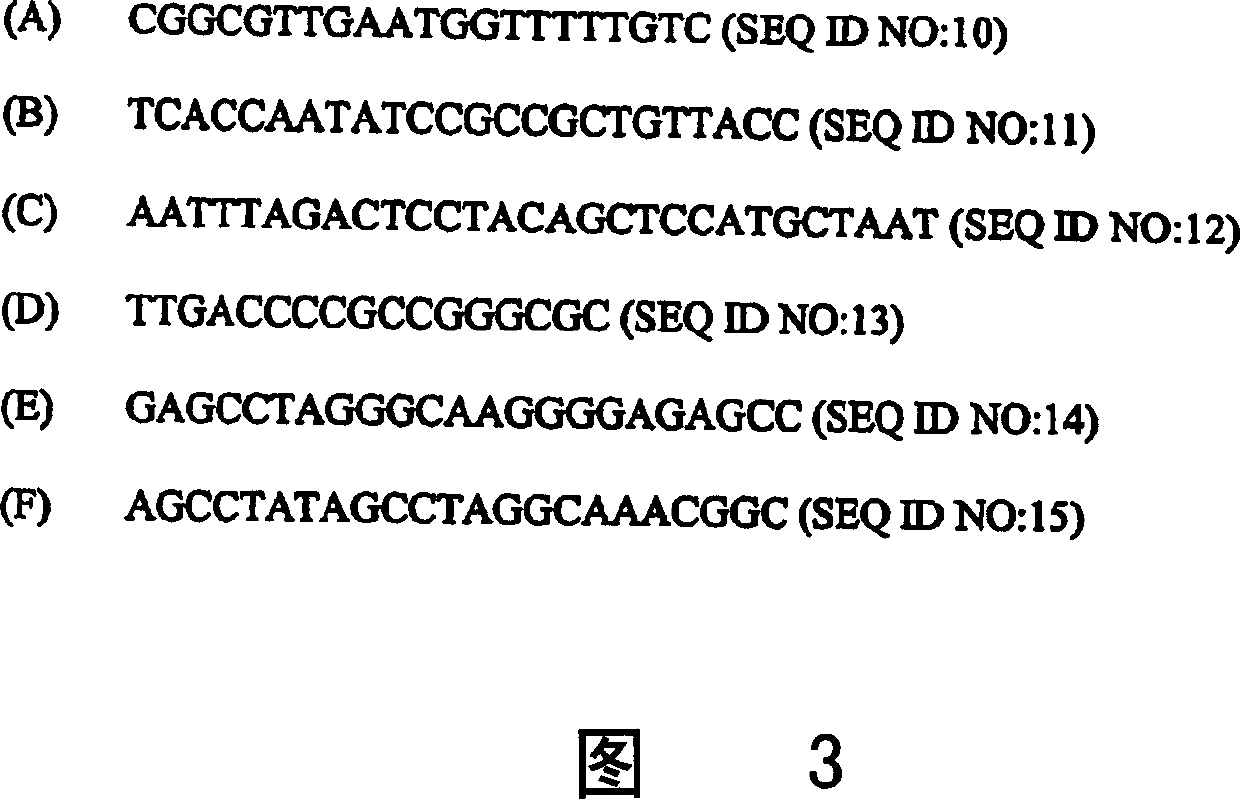 Identification of oligonucleotides for the capture, detection and quantitation of hepatitis A viral nucleic acid