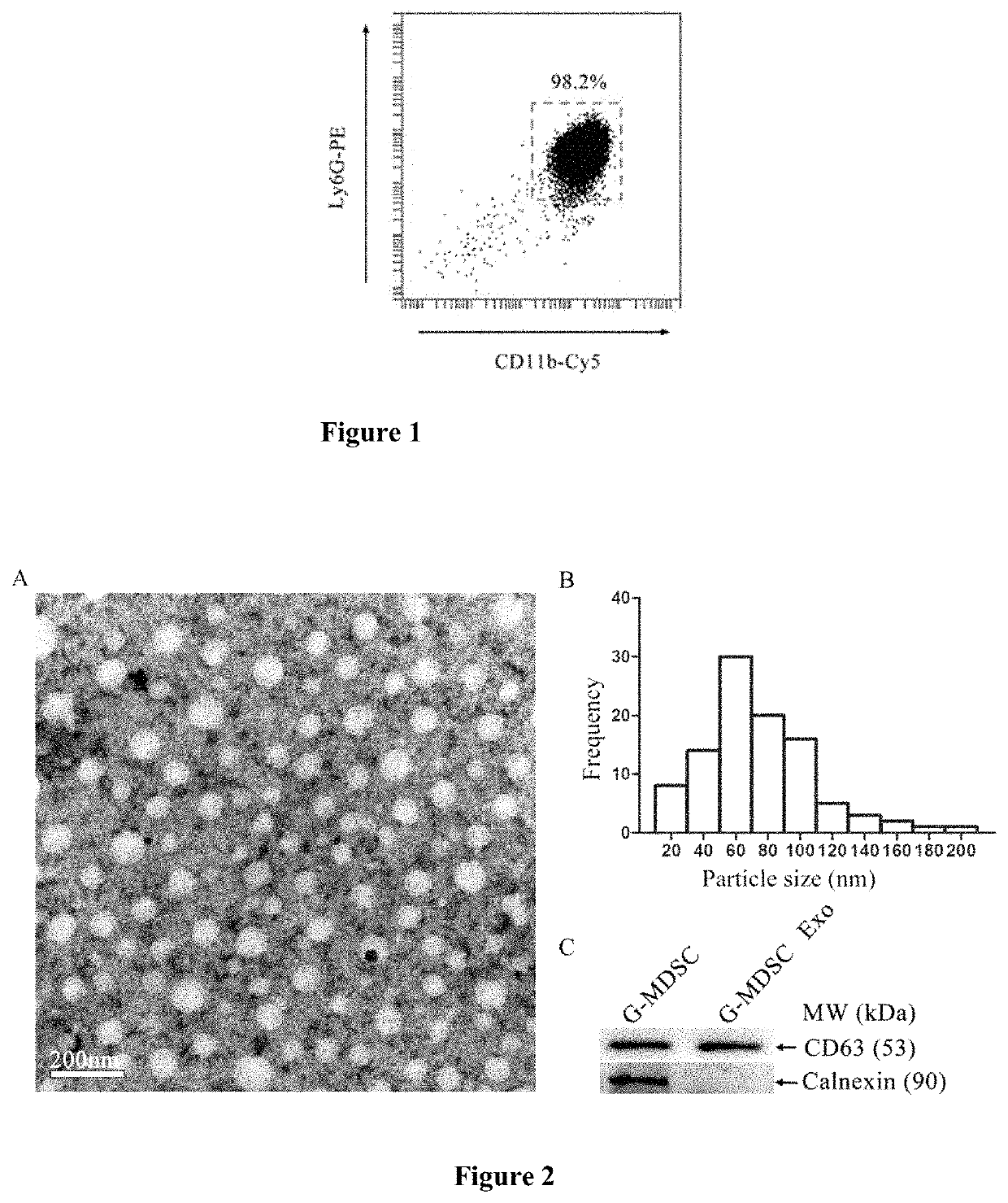 Exosomes sourced from granulocytic myeloid-derived suppressor cells and application thereof