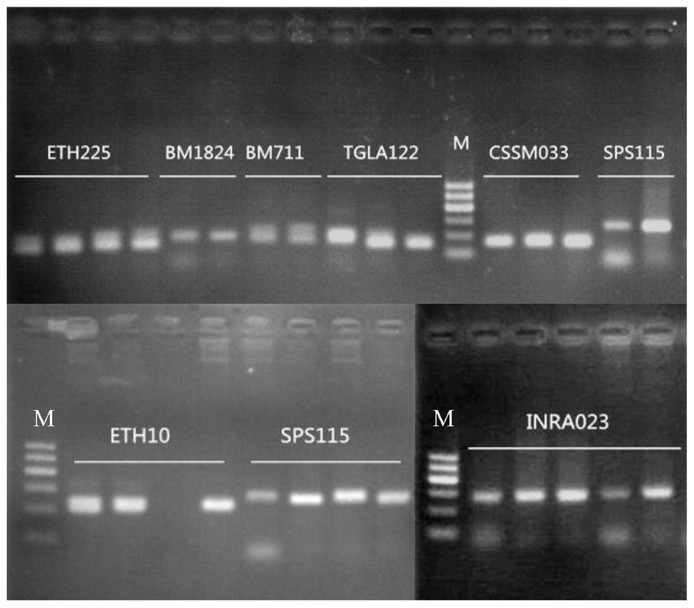 Primer Combination and Identification Method for Identifying Parentage Relationship of Wagyu Three-way Hybrid Cattle