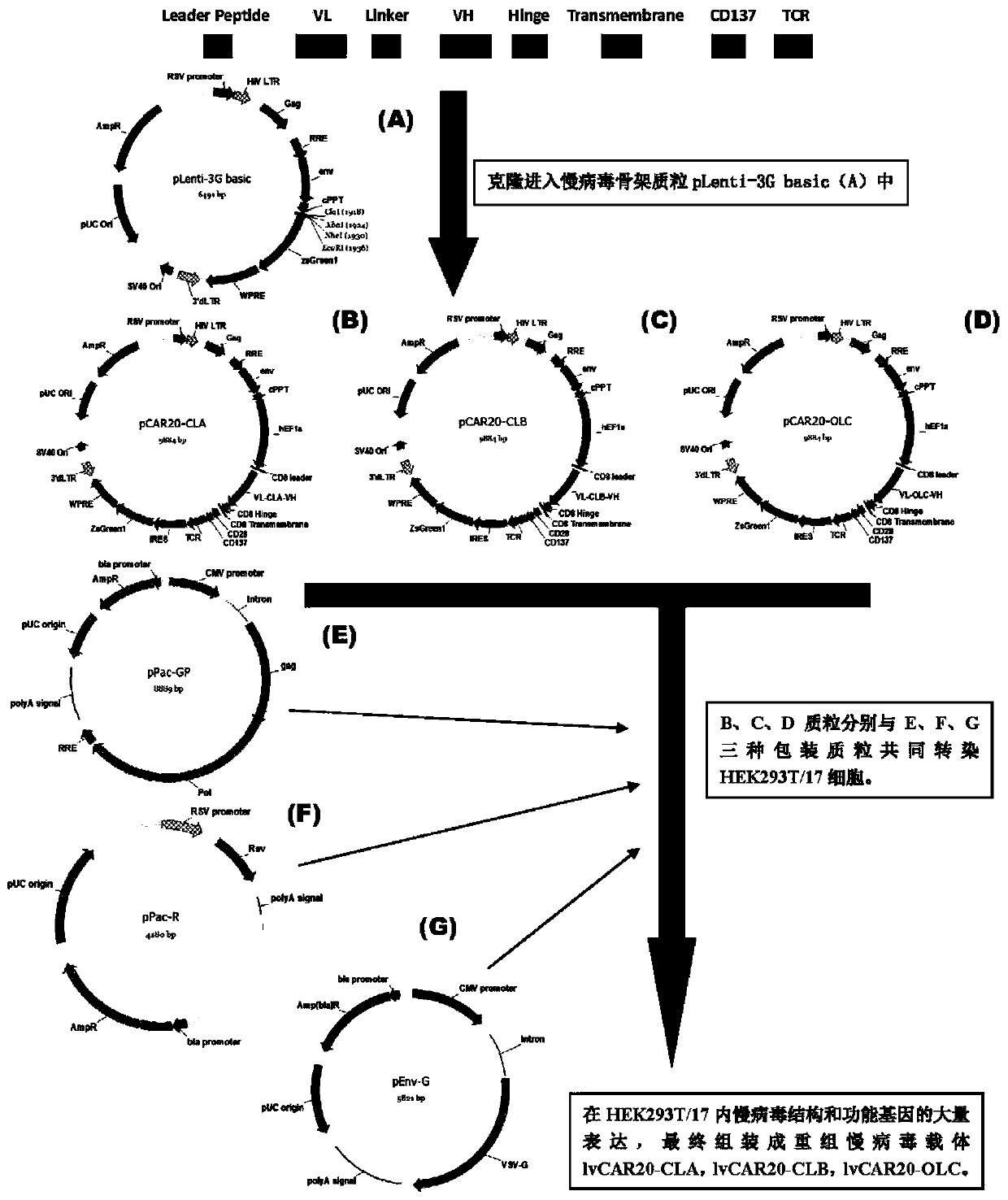 Anti-cd20 chimeric antigen receptor, coding gene, recombinant expression vector and its construction method and application