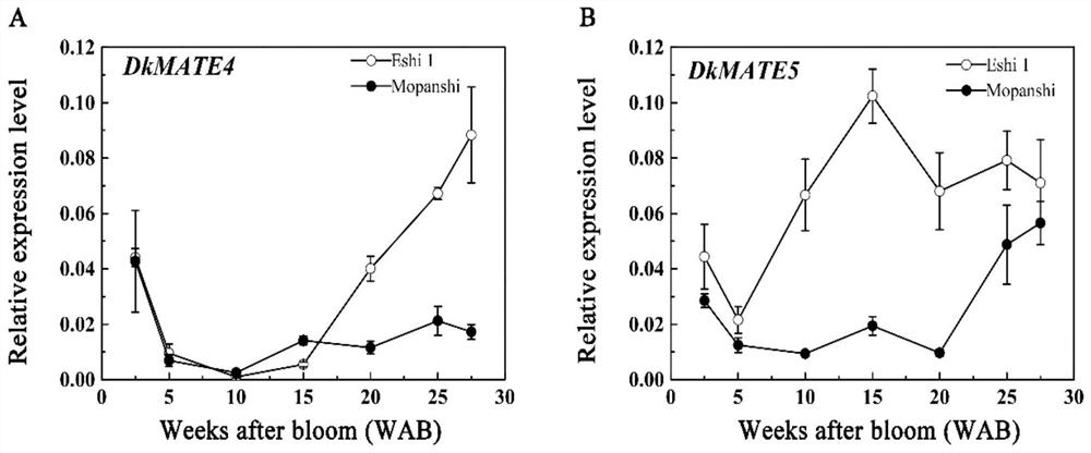 Persimmon proanthocyanidin precursor transmembrane transport gene dkmate5 and its application