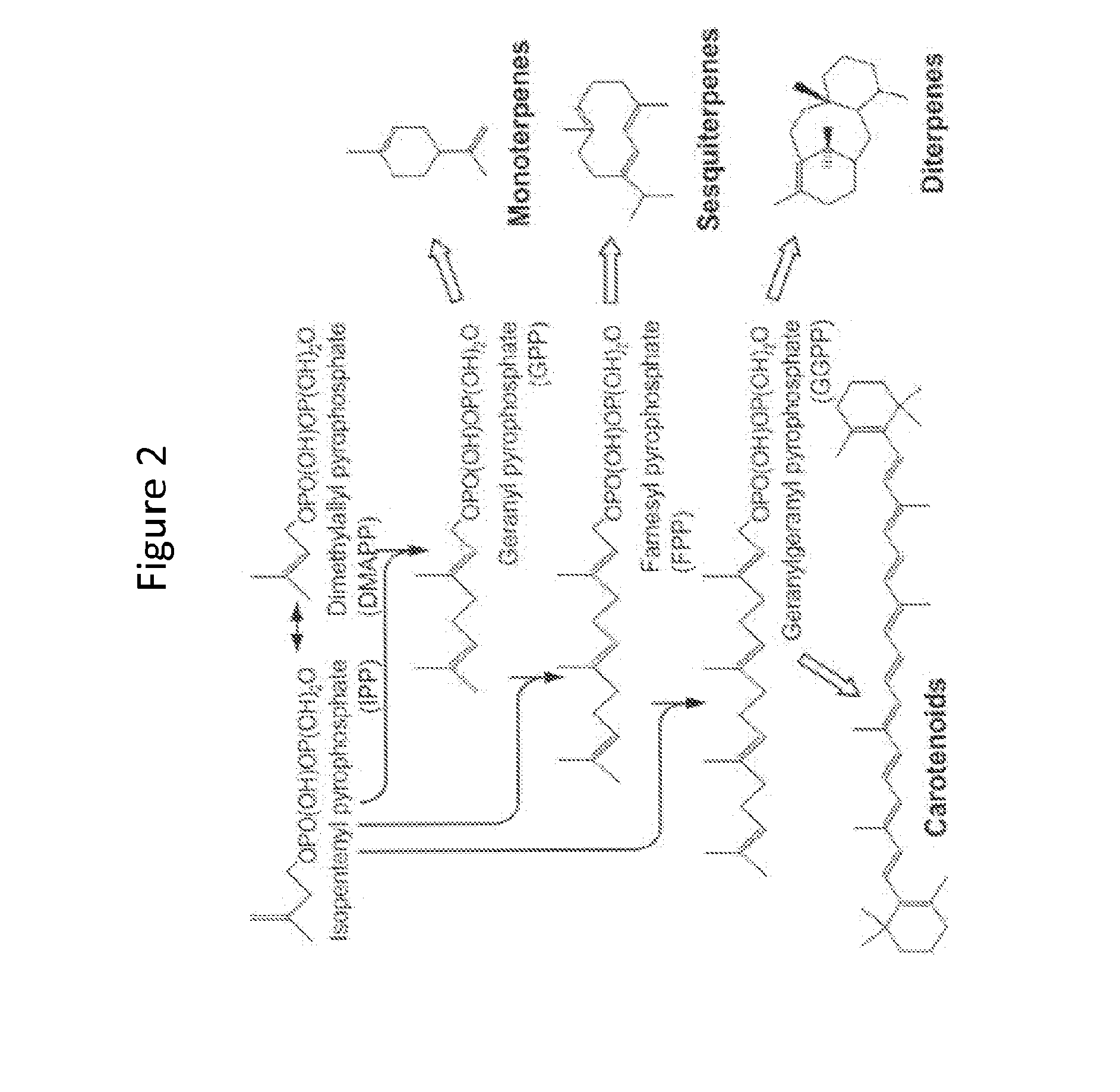 Methods for stabilizing production of acetyl-coenzyme a derived compounds