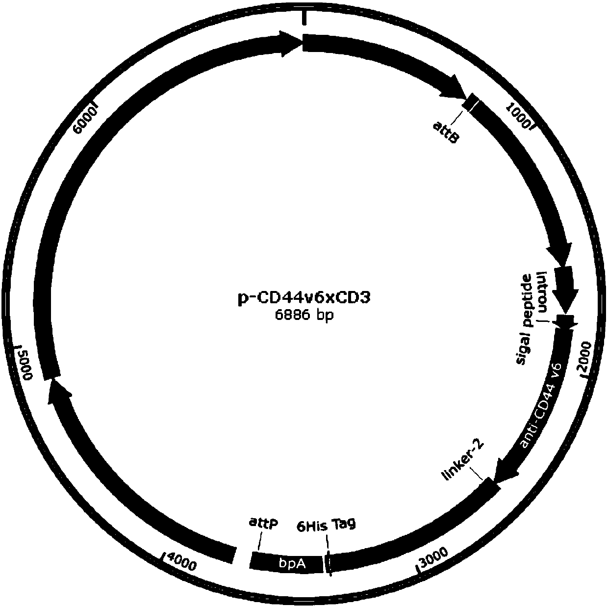 Anti-CD44v6 and anti-CD3 bispecific antibody, minicircle DNA containing anti-CD44v6 and anti-CD3 bispecific antibody expression cassette, and applications of anti-CD44v6 and anti-CD3 bispecific antibody and minicircle DNA