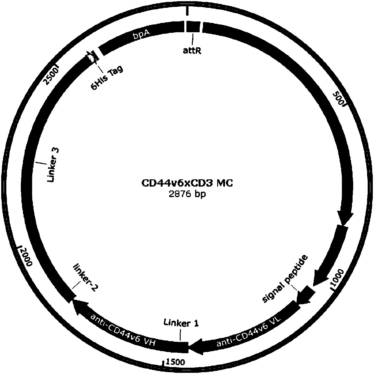 Anti-CD44v6 and anti-CD3 bispecific antibody, minicircle DNA containing anti-CD44v6 and anti-CD3 bispecific antibody expression cassette, and applications of anti-CD44v6 and anti-CD3 bispecific antibody and minicircle DNA