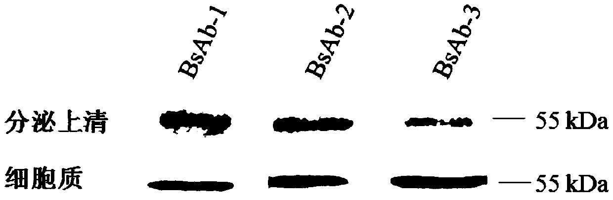 Anti-CD44v6 and anti-CD3 bispecific antibody, minicircle DNA containing anti-CD44v6 and anti-CD3 bispecific antibody expression cassette, and applications of anti-CD44v6 and anti-CD3 bispecific antibody and minicircle DNA