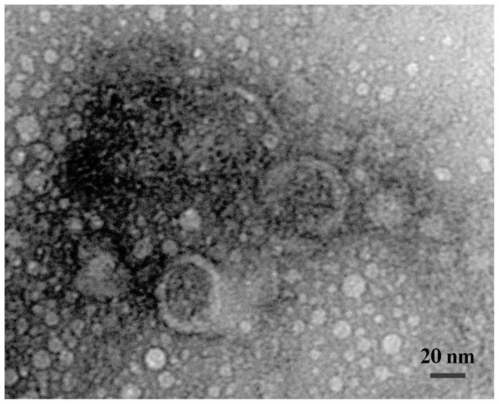 MiRNA simulant and application thereof