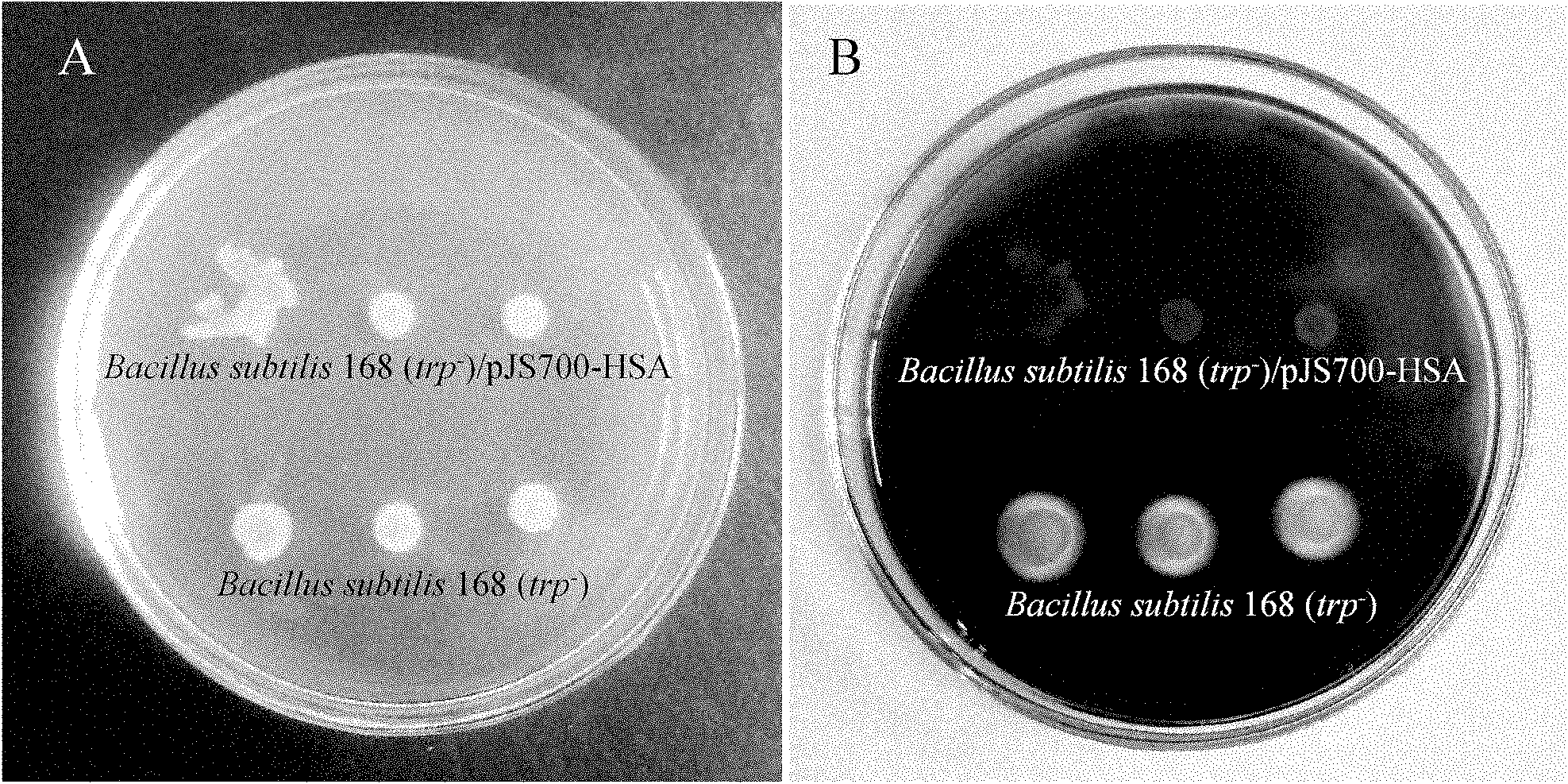 Recombinant spore for displaying human serum albumin on surface of bacillus subtilis and preparation method thereof