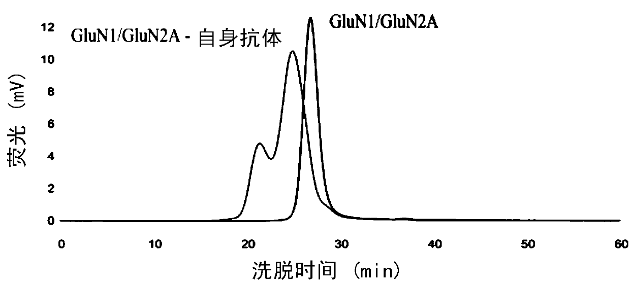 Expression and applications of GluN1/GluN2A tetramer of human N-methyl-D-aspartate receptor