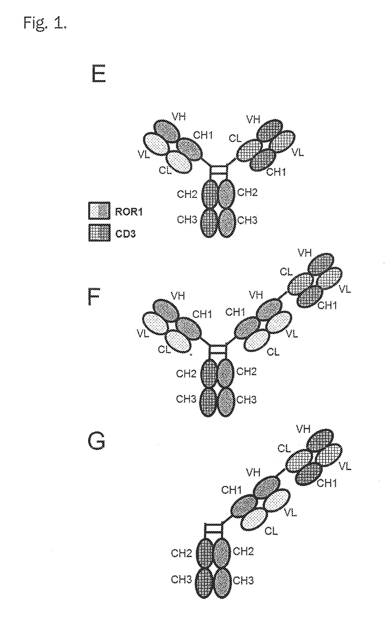 Bispecific antibodies against cd3epsilon and ror1 for use in the treatment of ovarian cancer