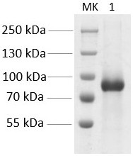 Recombinant porcine IL-29 fusion protein and preparation method and application thereof