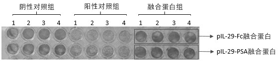 Recombinant porcine IL-29 fusion protein and preparation method and application thereof