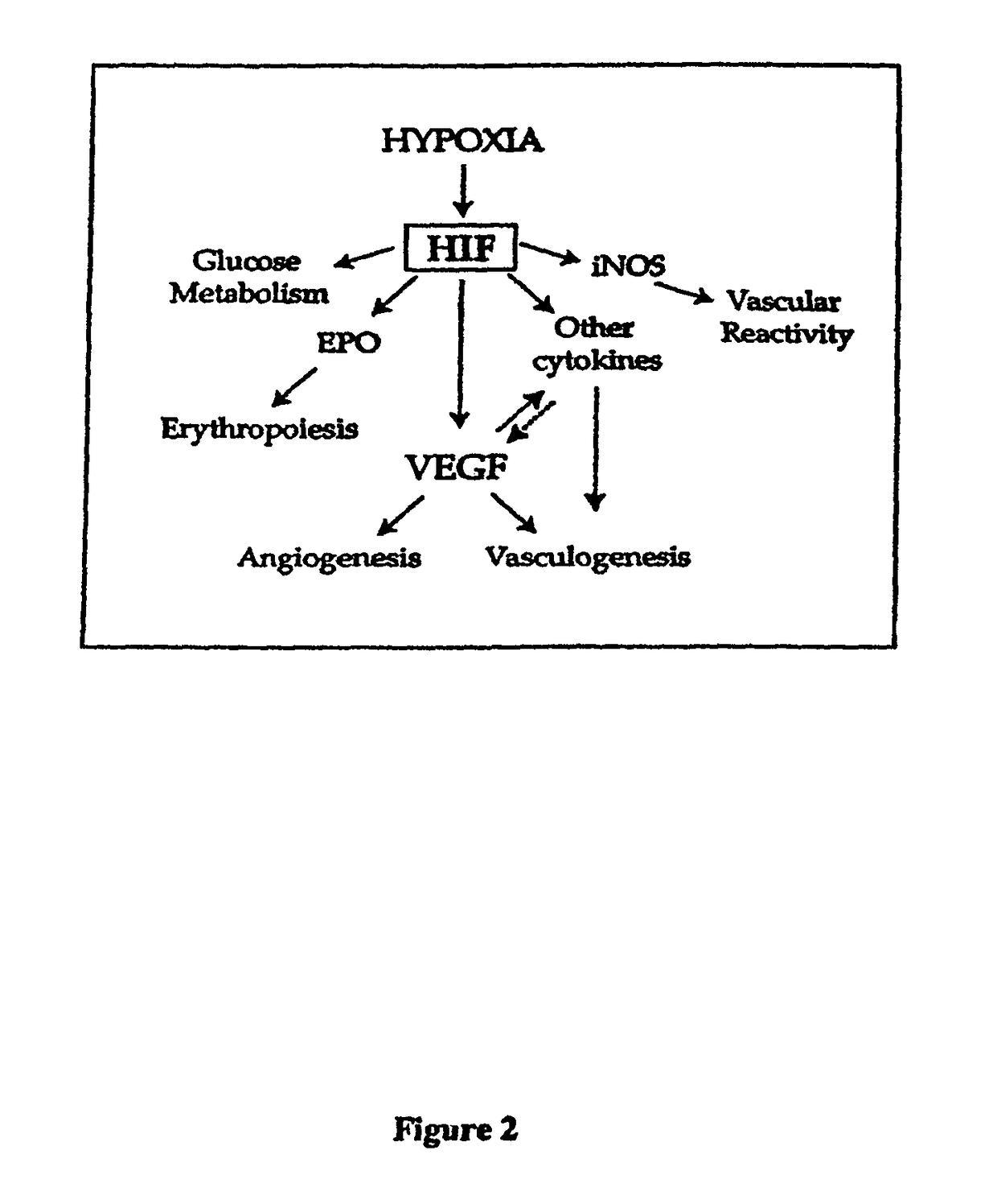 Method of treating or preventing pathologic effects of acute increases in hyperglycemia and/or acute increases of free fatty acid flux