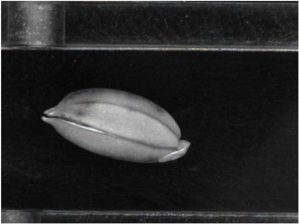 Double analysis method of online glume-gaping seed rice identification